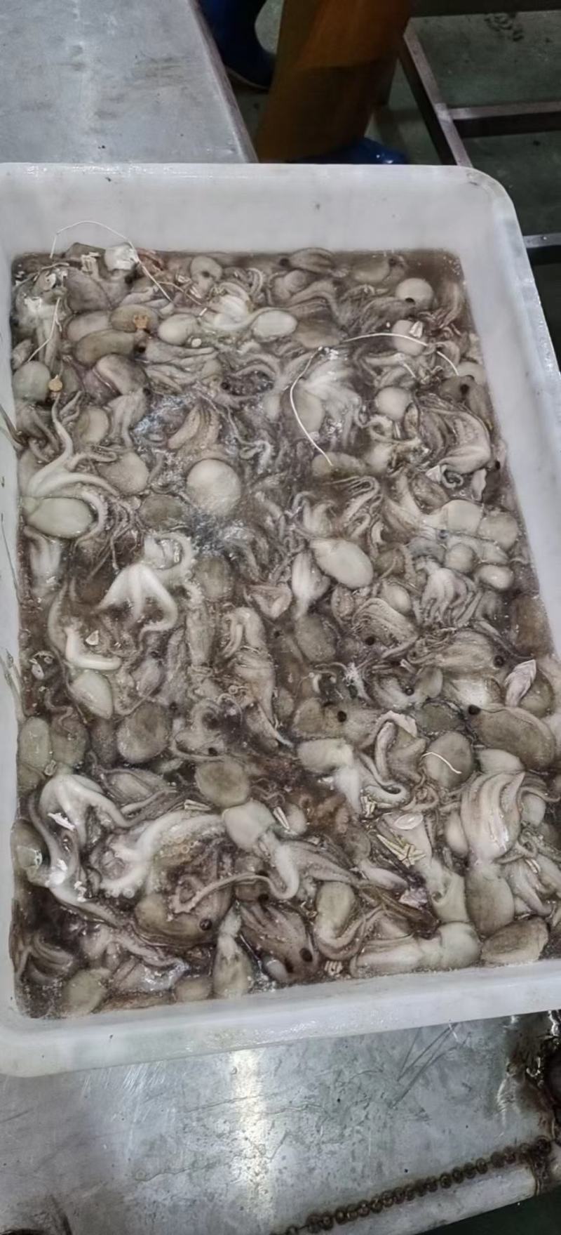 八爪鱼，有原汁的，有泡水的，价格便宜，量大可议，欢迎咨询