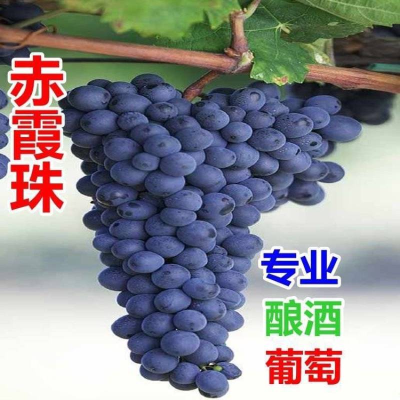 赤霞珠，梅鹿辄，西拉，贵人香，蛇龙珠各种酿酒葡萄苗