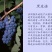 赤霞珠，梅鹿辄，西拉，贵人香，蛇龙珠各种酿酒葡萄苗