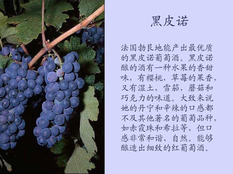 赤霞珠，梅鹿辄，西拉，贵人香，蛇龙珠各种酿酒葡萄苗
