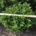大盆230清香木AA货