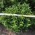 大盆230清香木AA货