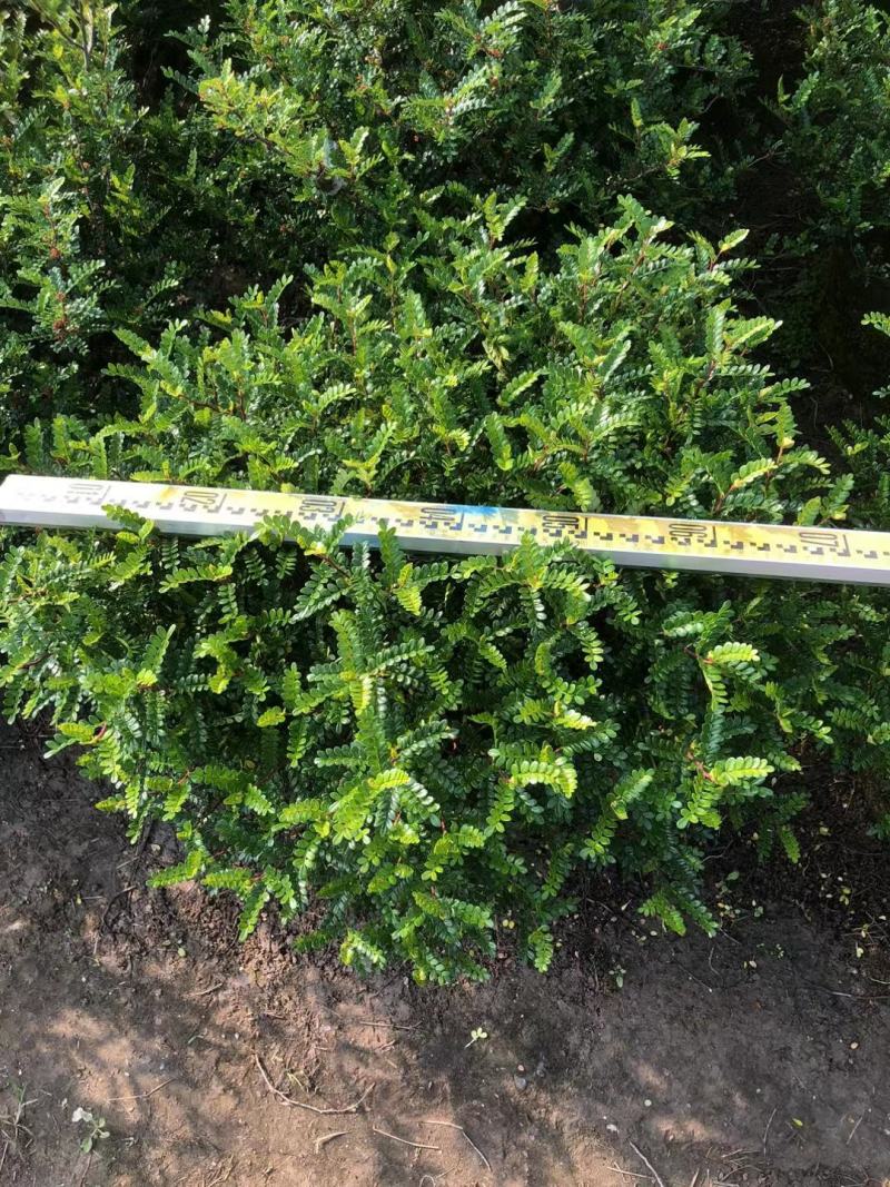 大盆230清香木AA货