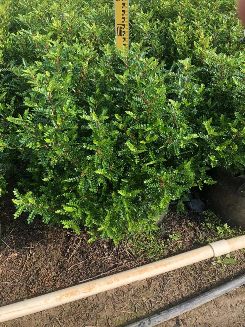 大盆230清香木AA货