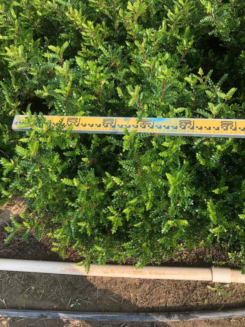 大盆230清香木AA货