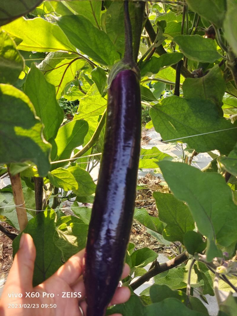 百亩基地大量供应，对接超市，市场，电商，食堂，欢迎下单