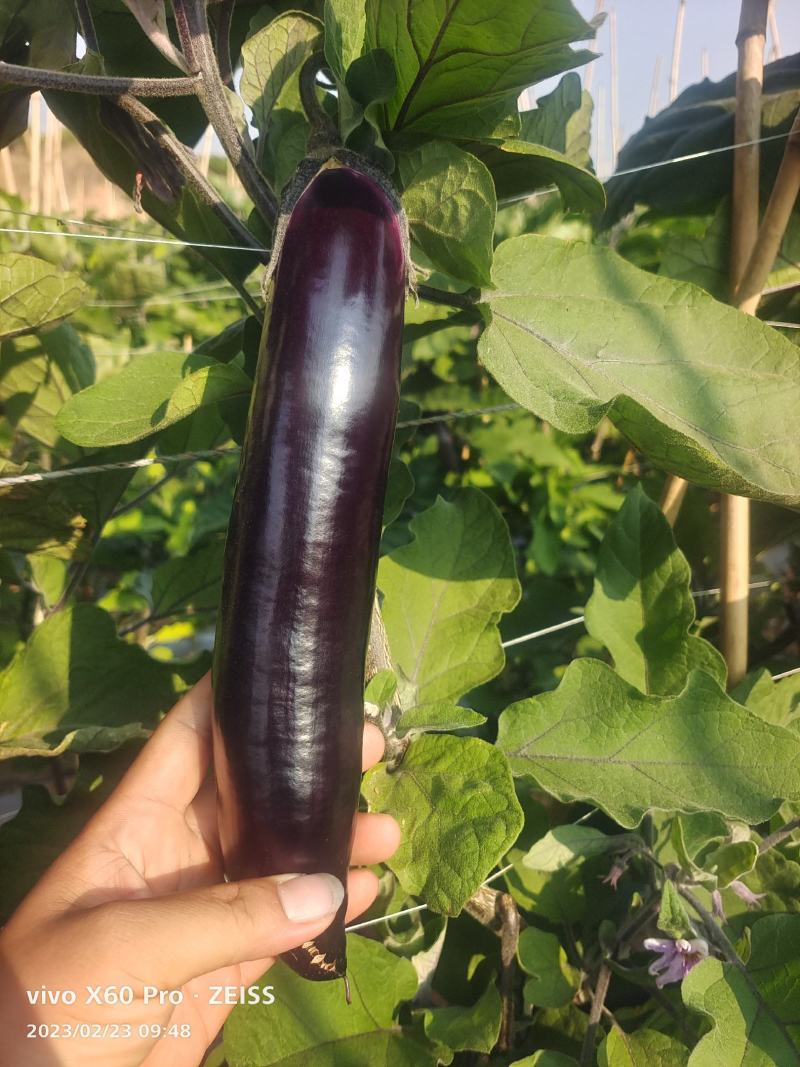 百亩基地大量供应，对接超市，市场，电商，食堂，欢迎下单
