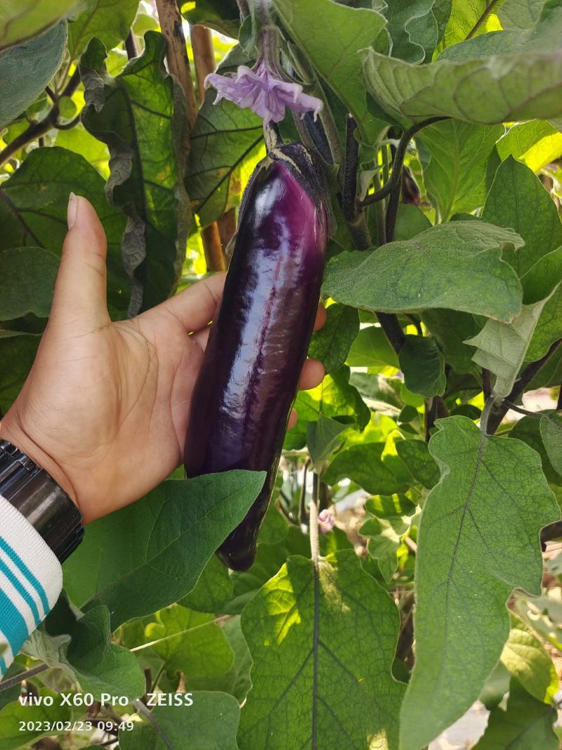 百亩基地大量供应，对接超市，市场，电商，食堂，欢迎下单