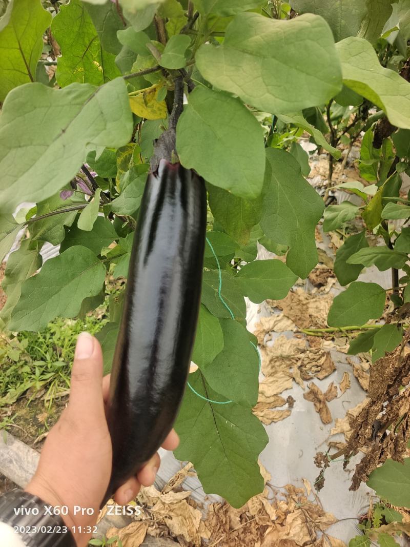 百亩基地大量供应，对接超市，市场，电商，食堂，欢迎下单