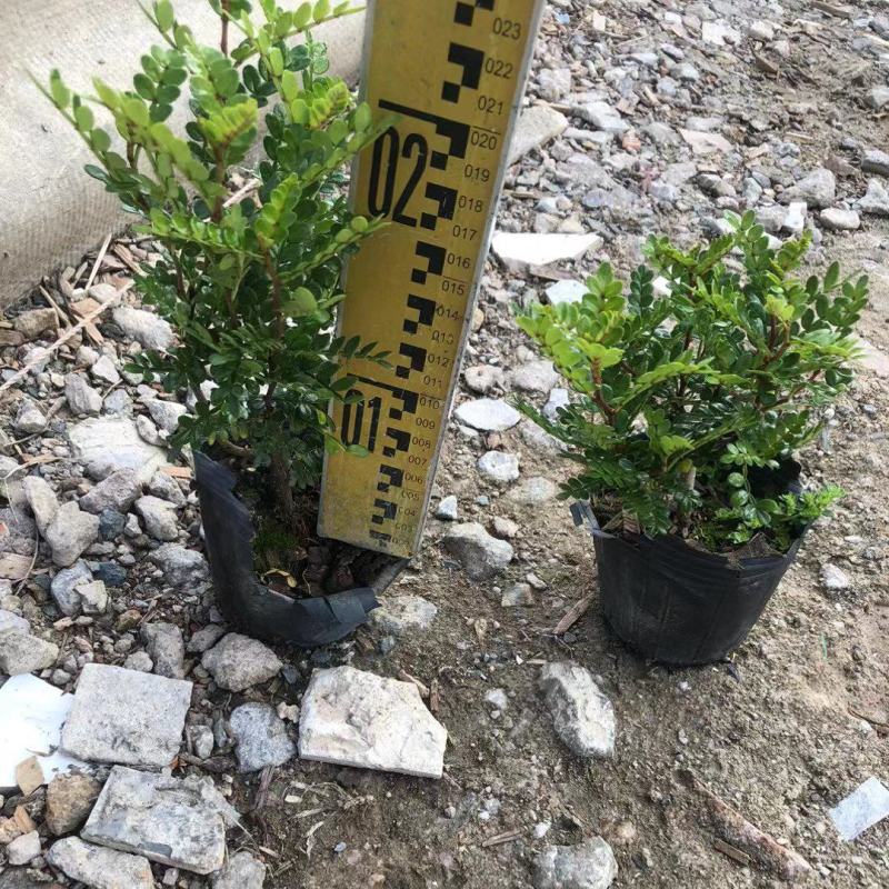 7斤袋清香木