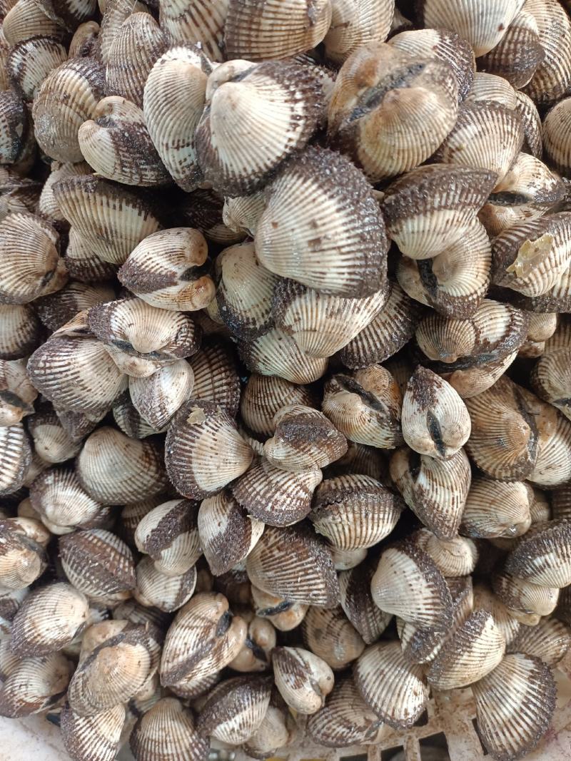 毛蚬子毛蛤蜊，货源充足，常年经营，可视频看货