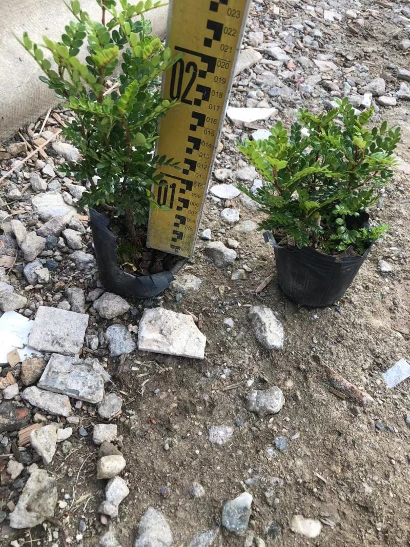 7斤袋清香木
