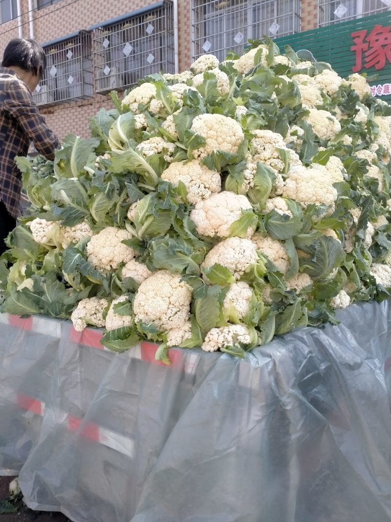 河南省南阳市新野县松花