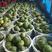西瓜美都西瓜麒麟瓜大量上市一手货源产地直发价格低