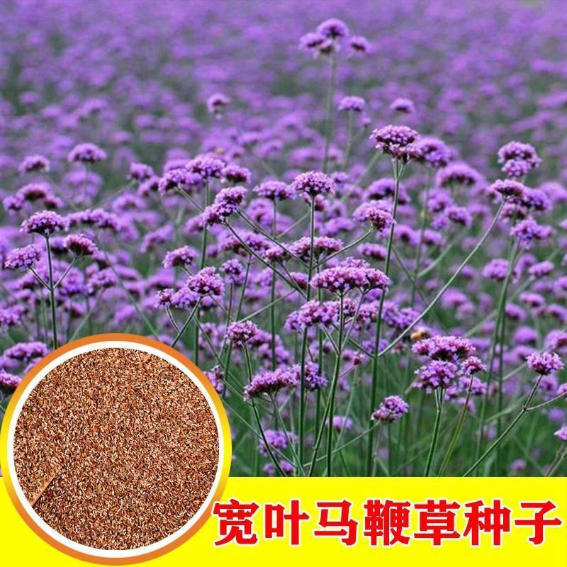 柳叶马鞭草花种子，阔叶马鞭草多年生宿根草花种子景观绿化