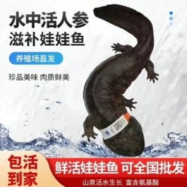 娃娃鱼全国各地销售娃娃鱼，鲜活送家，包邮包活欢迎来电