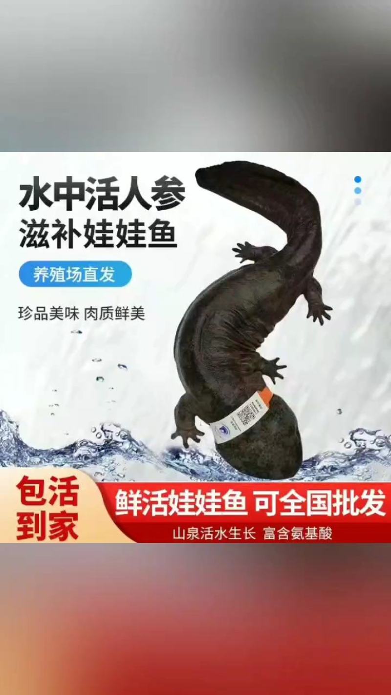 娃娃鱼全国各地销售娃娃鱼，鲜活送家，包邮包活欢迎来电