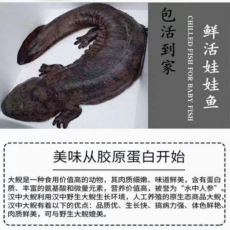 娃娃鱼全国各地销售娃娃鱼，鲜活送家，包邮包活欢迎来电