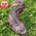 娃娃鱼全国各地销售娃娃鱼，鲜活送家，包邮包活欢迎来电