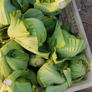 饶平包心芥菜芥菜球基地种植大量供应