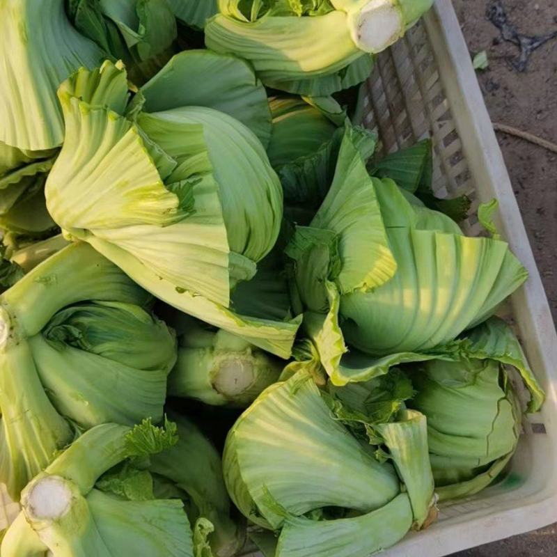 饶平包心芥菜芥菜球基地种植大量供应