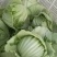 饶平包心芥菜芥菜球基地种植大量供应