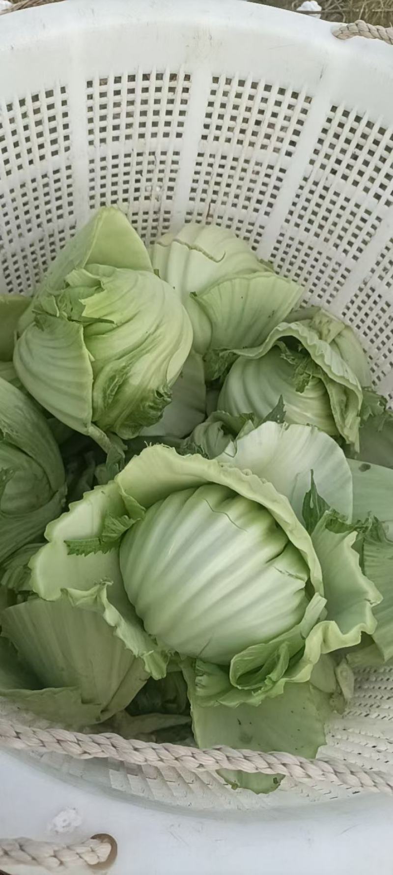 饶平包心芥菜芥菜球基地种植大量供应