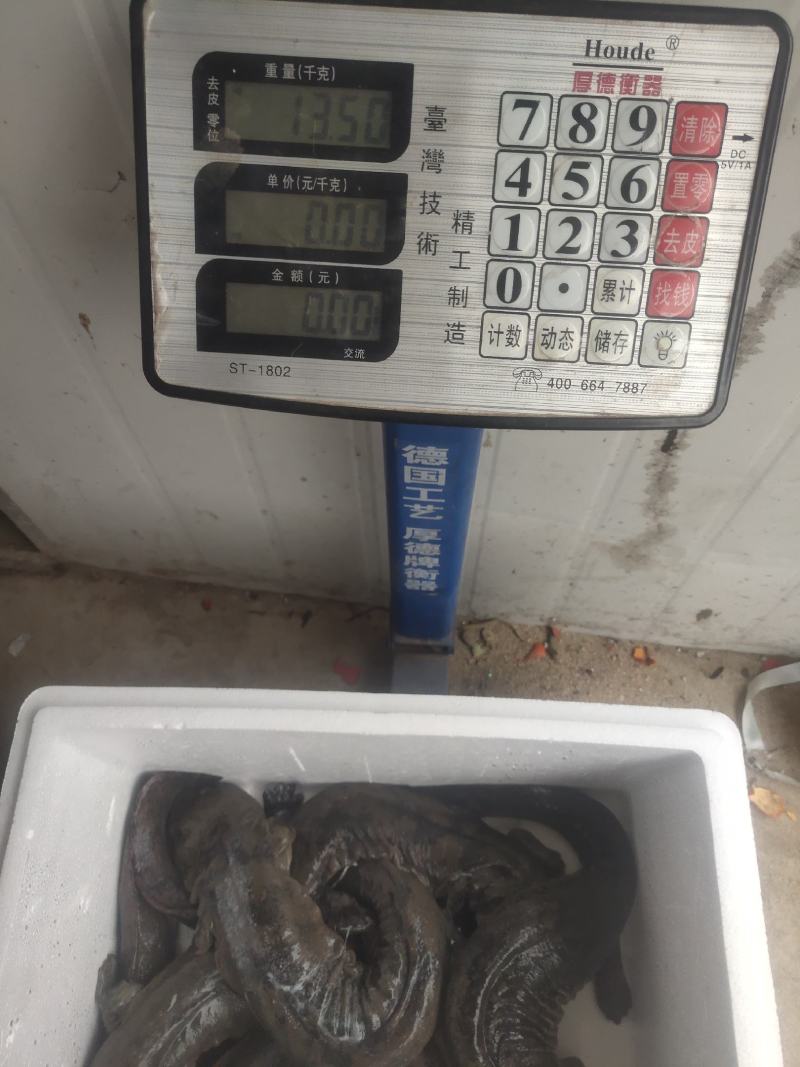 全国各地销售娃娃鱼，包邮包活