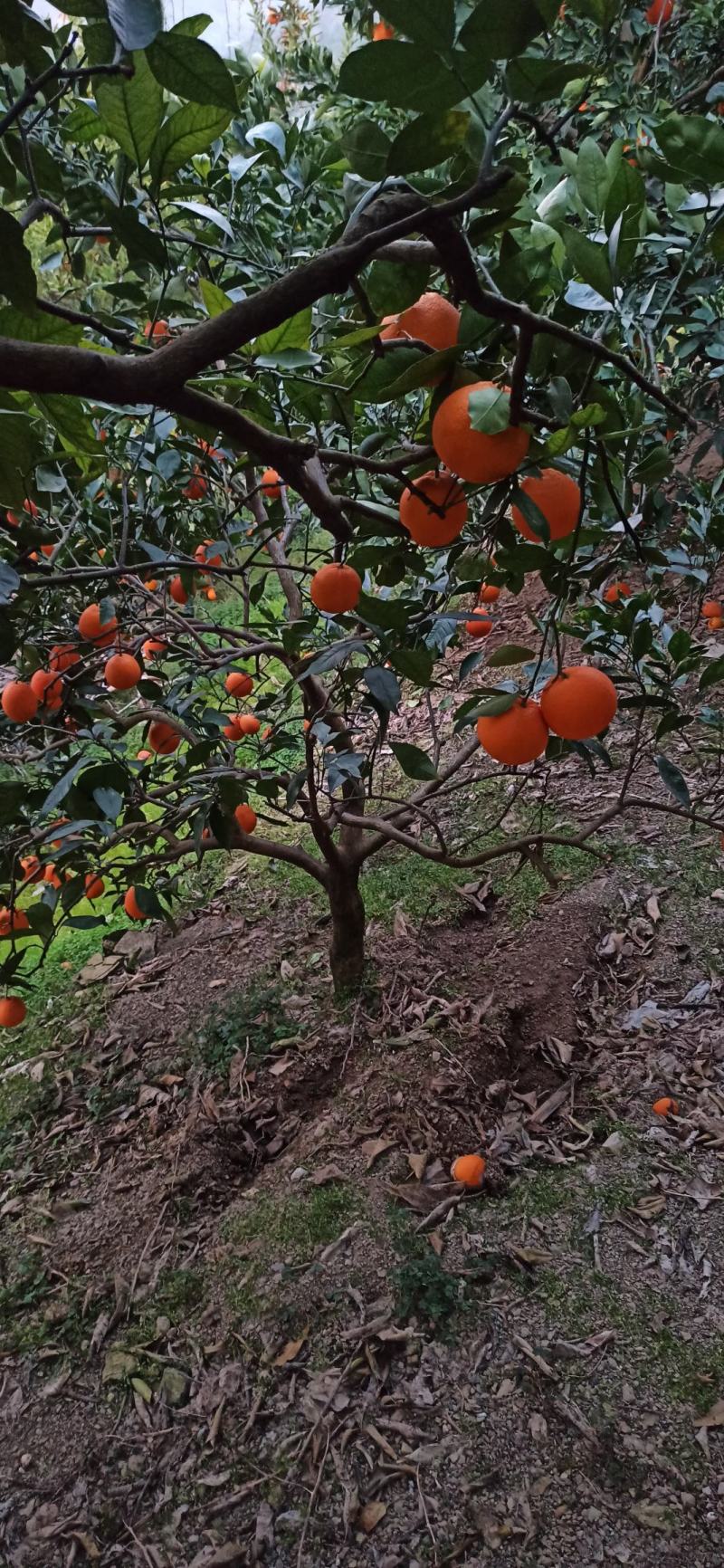 奉节县72一1脐橙，红润光滑，肉嫩汁多，产地直发