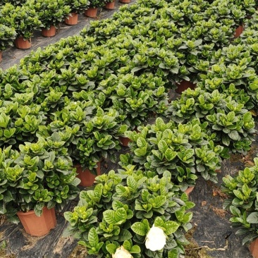 绿化盆栽栀子花，好货，基地价格质量保证