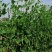基地新鲜豌豆荚长寿仁豌豆角中青豆嫩豌豆米甜豌豆粒弯豆尖