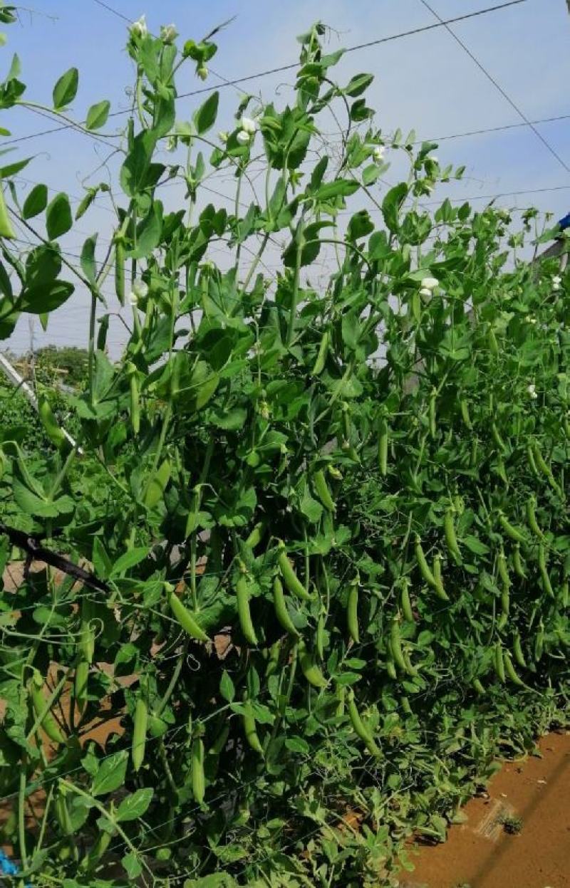 基地新鲜豌豆荚长寿仁豌豆角中青豆嫩豌豆米甜豌豆粒弯豆尖