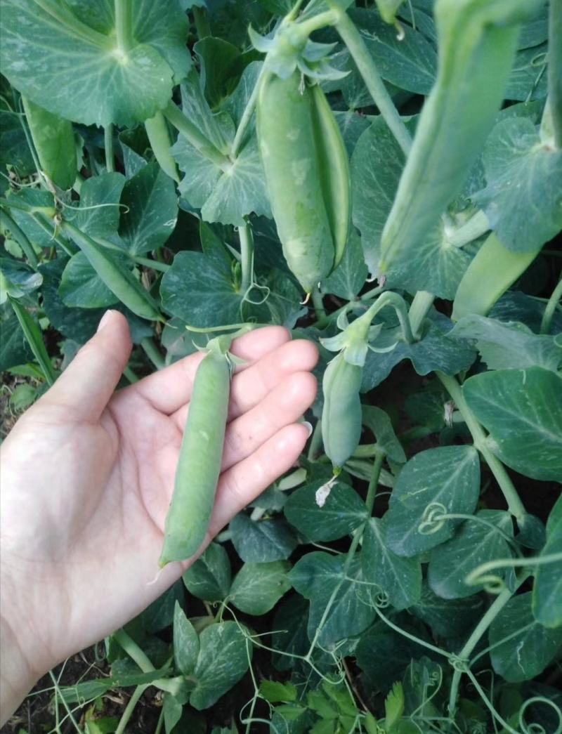 基地新鲜豌豆荚长寿仁豌豆角中青豆嫩豌豆米甜豌豆粒弯豆尖
