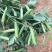 基地新鲜豌豆荚长寿仁豌豆角中青豆嫩豌豆米甜豌豆粒弯豆尖