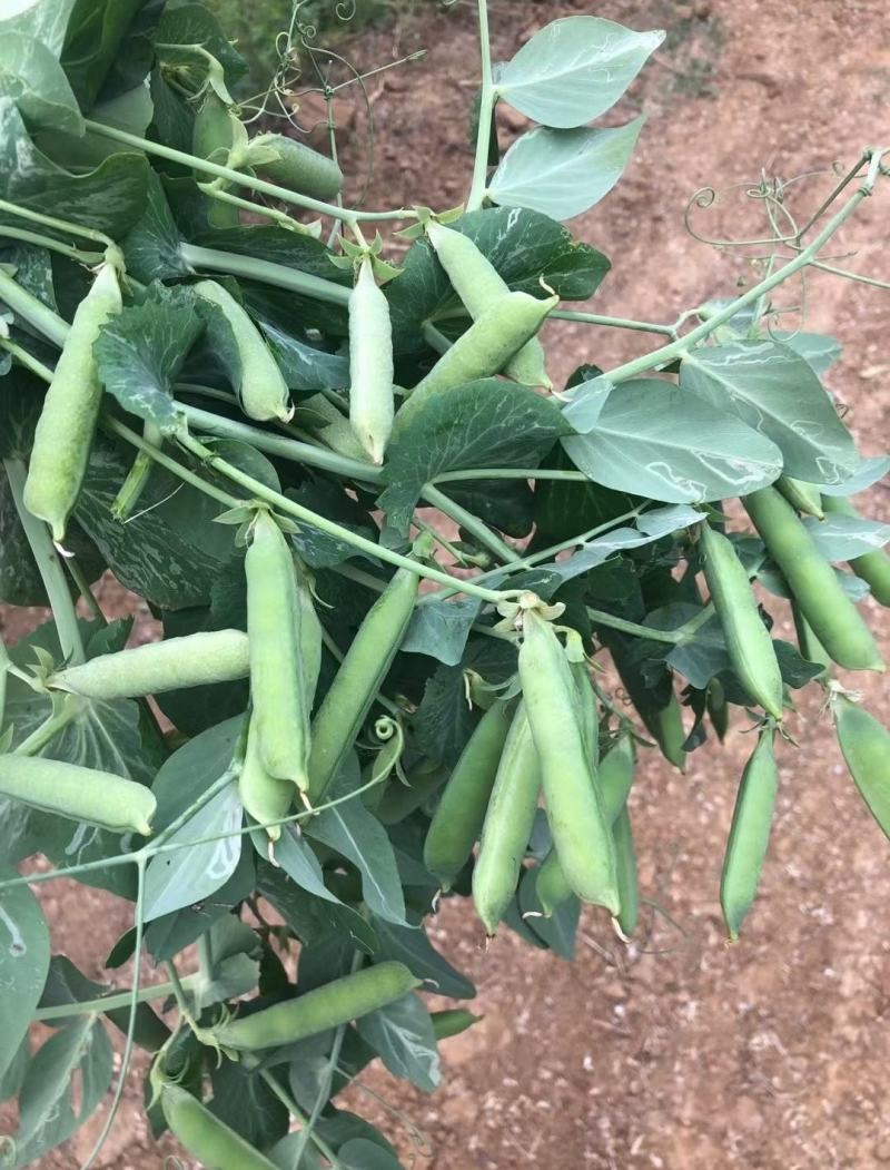 基地新鲜豌豆荚长寿仁豌豆角中青豆嫩豌豆米甜豌豆粒弯豆尖