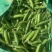 基地新鲜豌豆荚长寿仁豌豆角中青豆嫩豌豆米甜豌豆粒弯豆尖