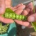 基地新鲜豌豆荚长寿仁豌豆角中青豆嫩豌豆米甜豌豆粒弯豆尖