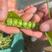 新鲜豌豆荚长寿仁豌豆角中青豌豆米嫩甜豌豆粒湾弯豆