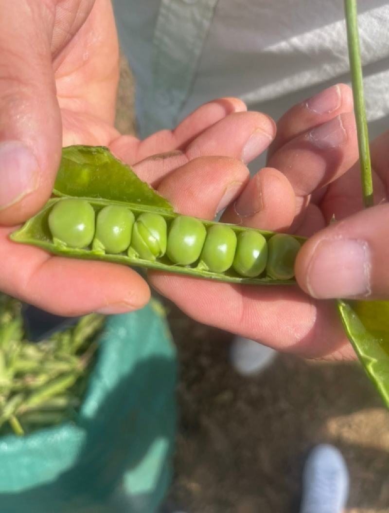 新鲜豌豆荚长寿仁豌豆角中青豌豆米嫩甜豌豆粒湾弯豆