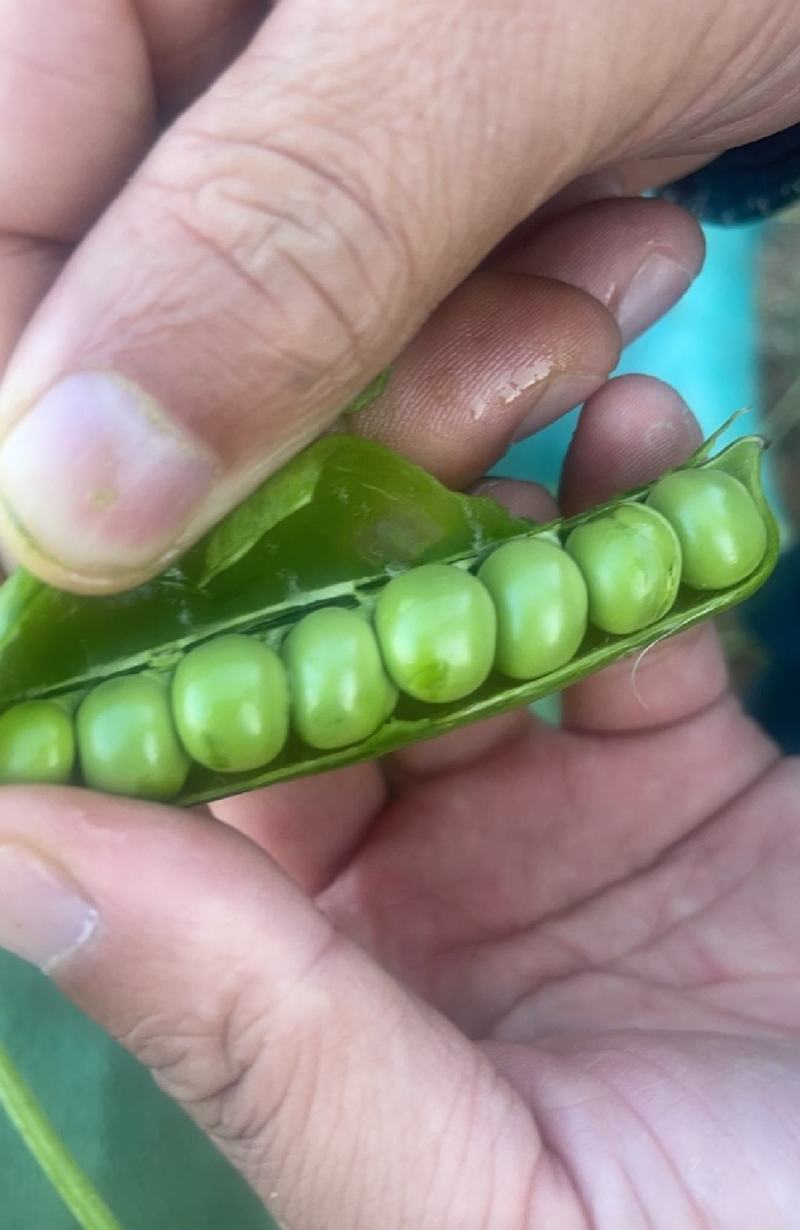 新鲜豌豆荚长寿仁豌豆角中青豌豆米嫩甜豌豆粒湾弯豆