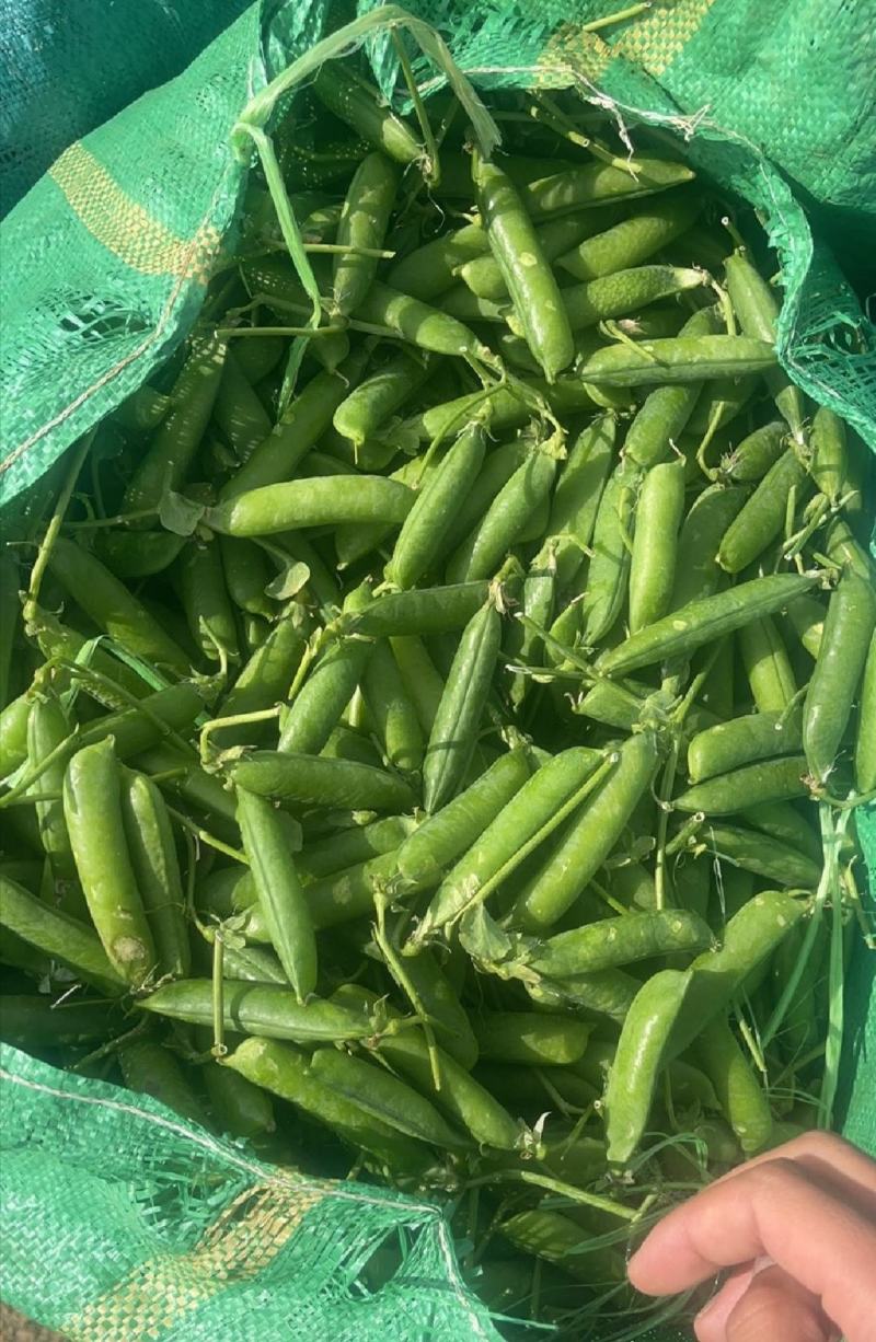 新鲜豌豆荚长寿仁豌豆角中青豌豆米嫩甜豌豆粒湾弯豆