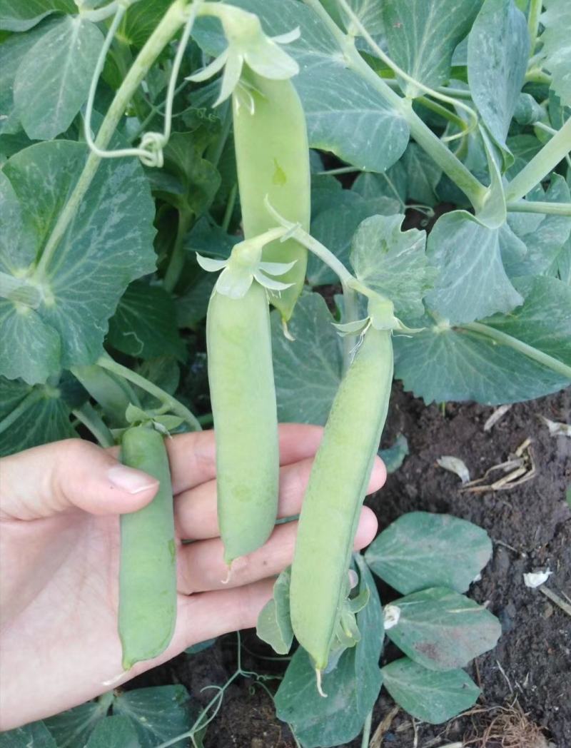 新鲜豌豆荚长寿仁豌豆角中青豌豆米嫩甜豌豆粒湾弯豆
