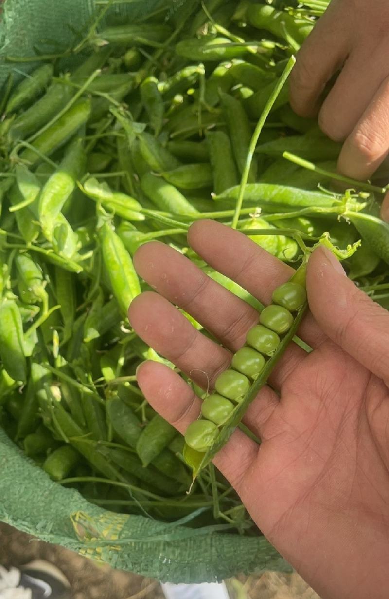新鲜豌豆荚长寿仁豌豆角中青豌豆米嫩甜豌豆粒湾弯豆