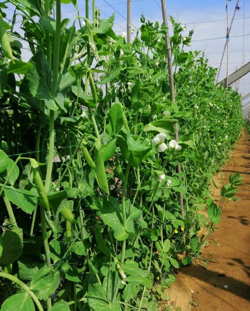 新鲜豌豆荚长寿仁豌豆角中青豌豆米嫩甜豌豆粒湾弯豆