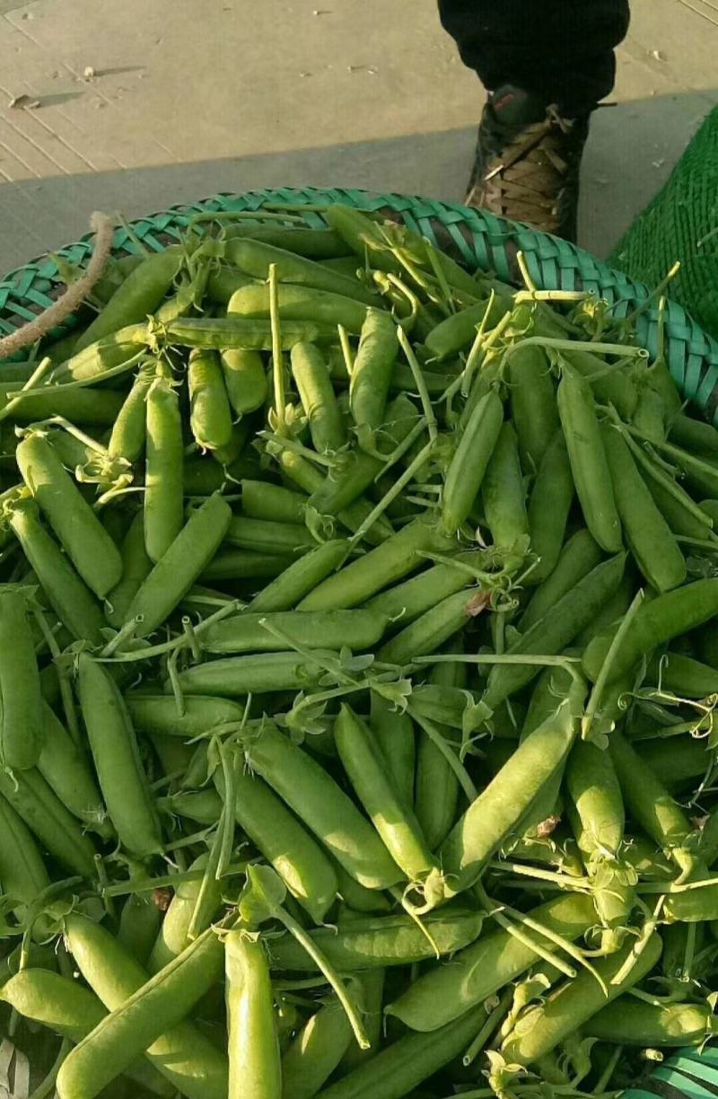 新鲜豌豆荚长寿仁豌豆角中青豌豆米嫩甜豌豆粒湾弯豆