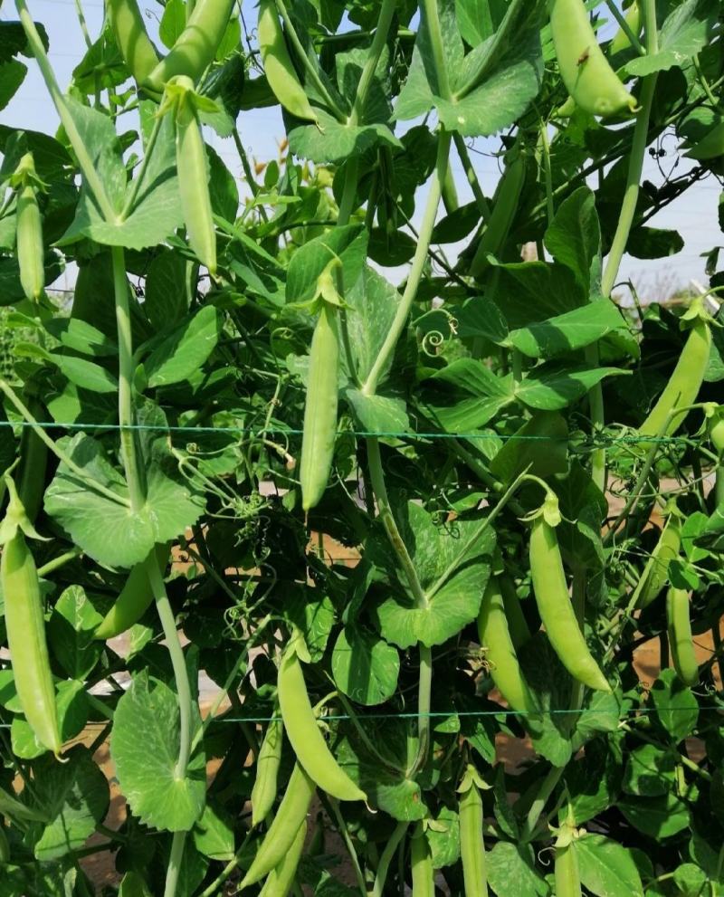 新鲜豌豆荚长寿仁豌豆角中青豌豆米嫩甜豌豆粒湾弯豆