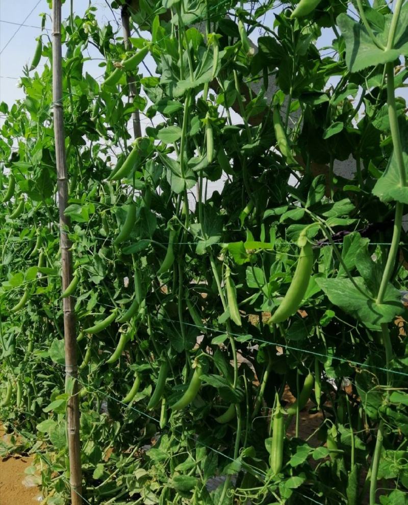 新鲜豌豆荚长寿仁豌豆角中青豌豆米嫩甜豌豆粒湾弯豆