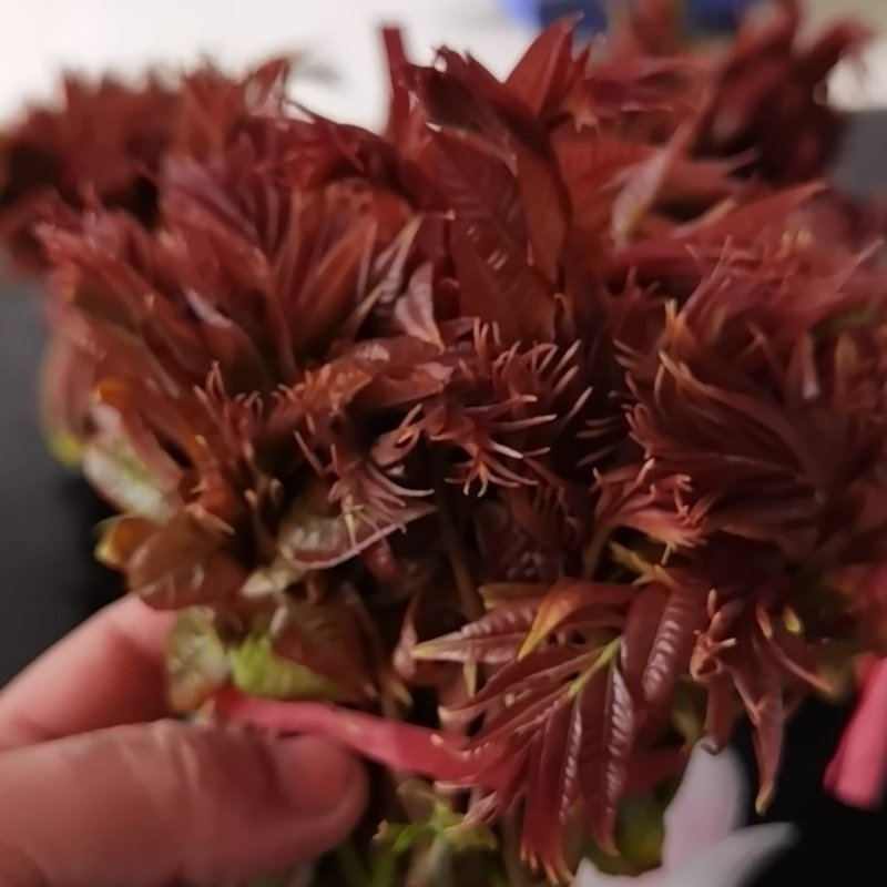 香椿芽