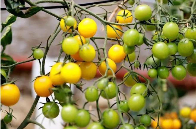 秋季圣女果温室栽培场景