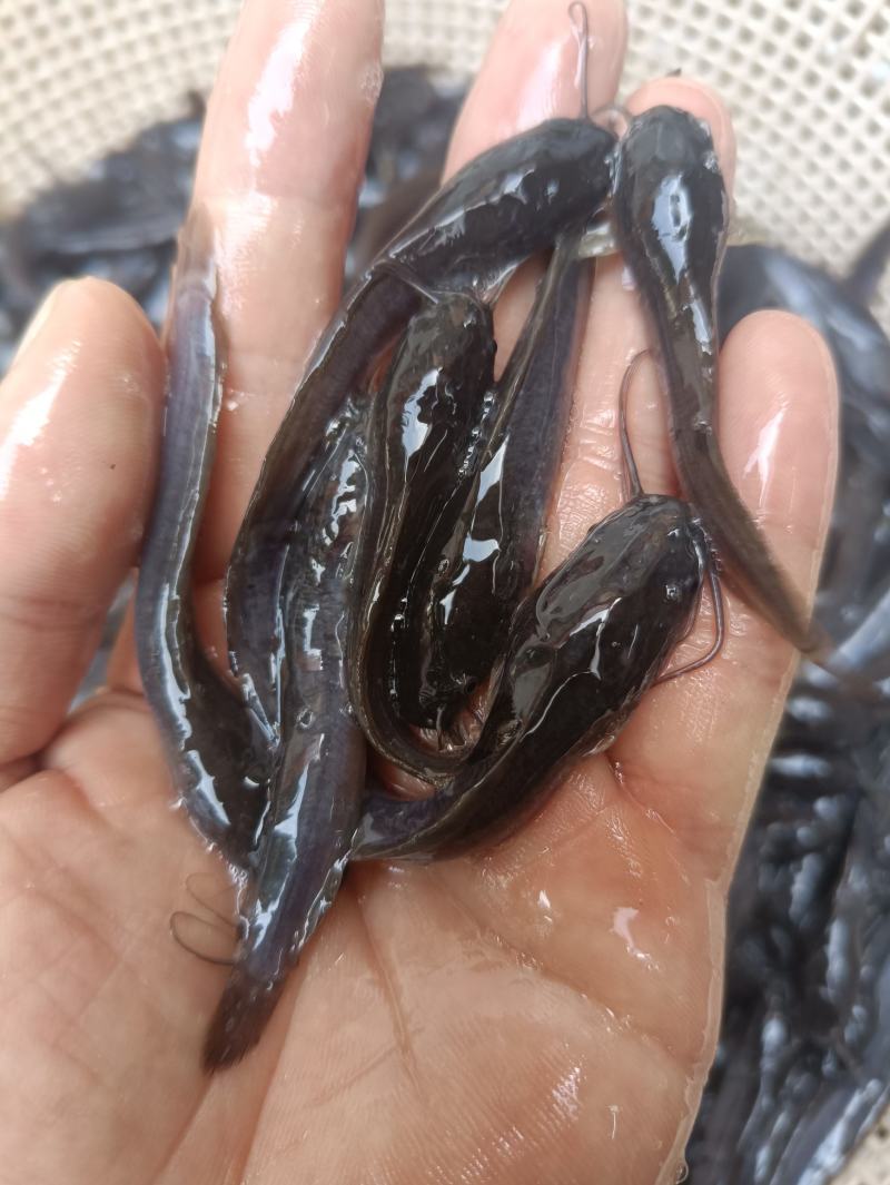 埃及大口鲶鱼特大号胡子鲶大型淡水养殖食用好养耐活不挑水质